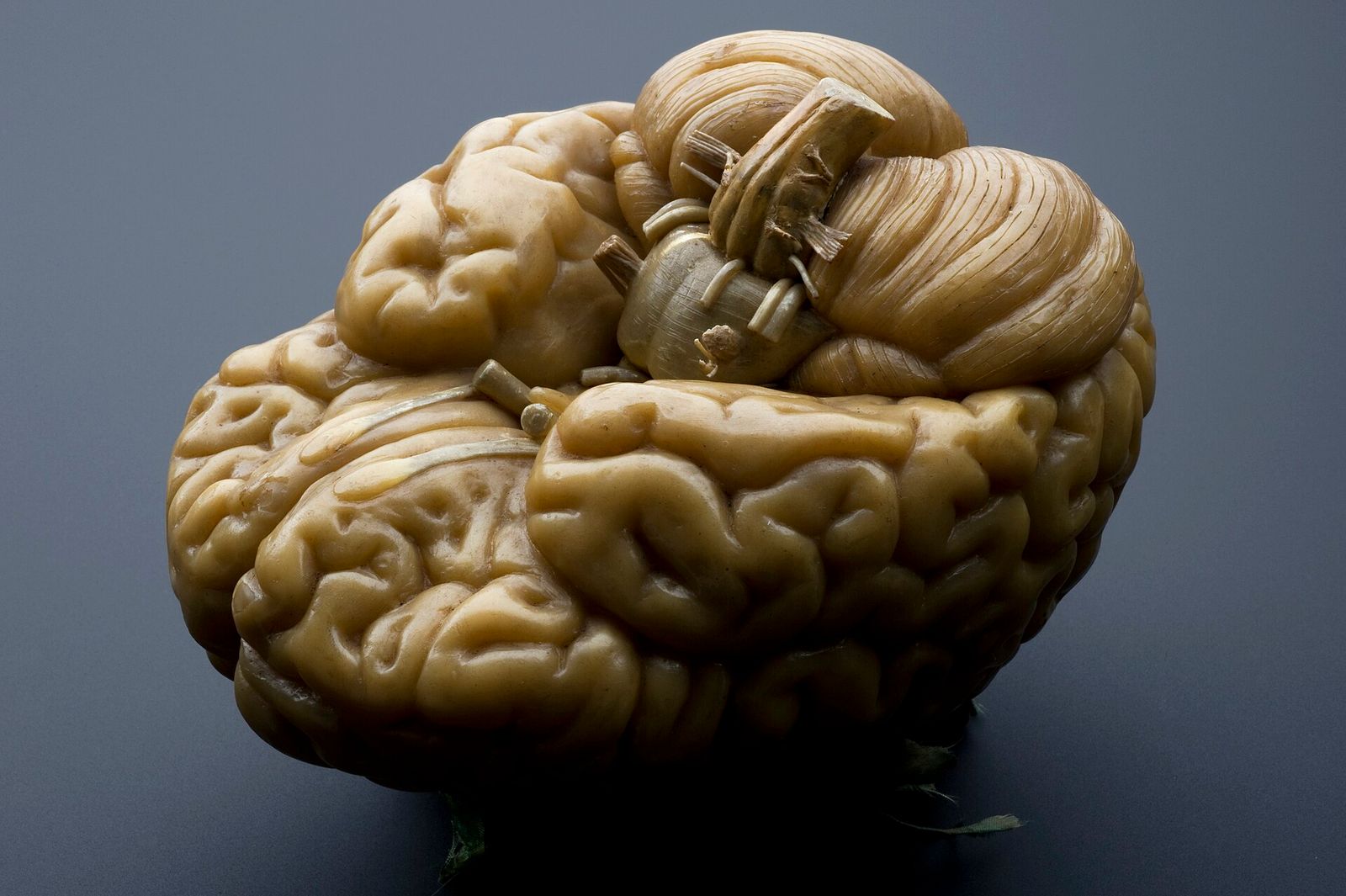 Un modèle en cire d'un cerveau humain, vu de dessous, sur fond gris