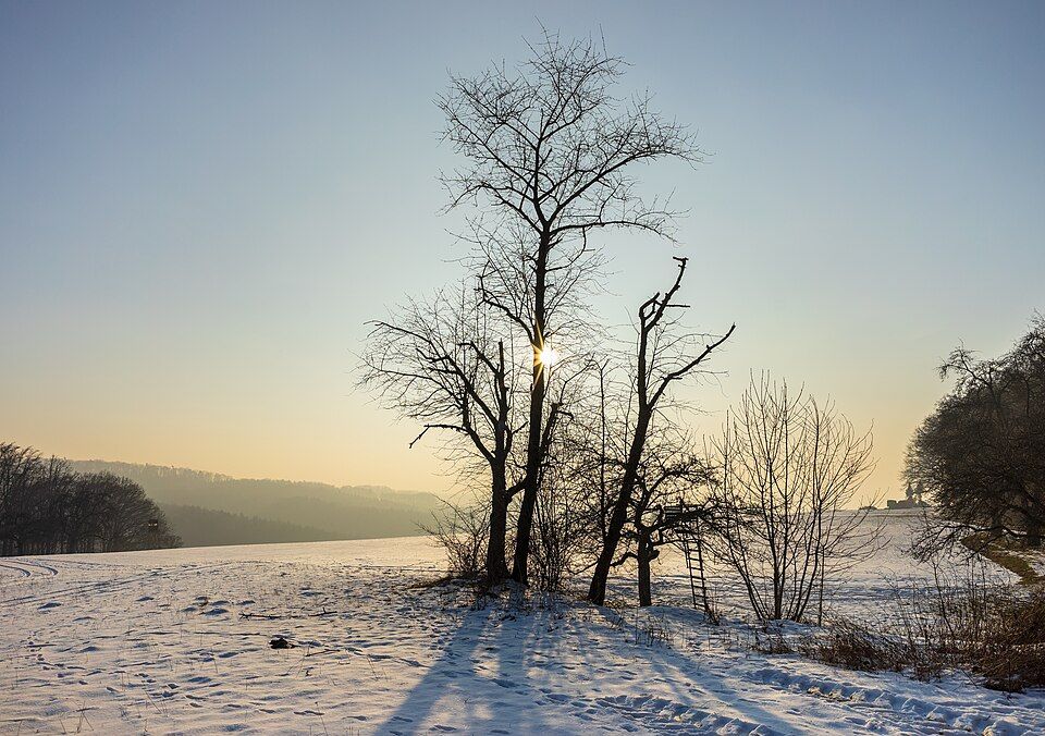 Un soleil d'hiver très bas à travers des arbres nus, au-dessus d'un champ enneigé